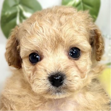 チワプー(チワワ×トイプードル)【滋賀県・男の子・2025年9月27日・アプリコット】の写真「おっとりマイペースな男の子🐣🍀」