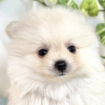 ポメラニアン【滋賀県・男の子・2025年6月23日・クリーム】の写真「愛嬌満点なポメラニアン君🐶✨」