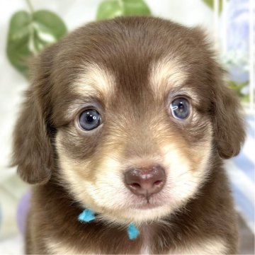 チワックス(チワワ×ダックスフンド)【滋賀県・男の子・2025年10月12日・チョコレート&クリーム】の写真「人が大好きな男の子🚗✨」