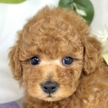 トイプードル(トイ)【滋賀県・男の子・2025年8月10日・レッドフォーン】の写真「人が大好きな甘えん坊🐶」
