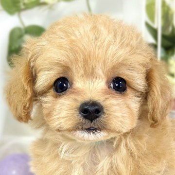 チワプー(チワワ×トイプードル)【滋賀県・女の子・2025年9月27日・アプリコット&ホワイト】の写真「元気いっぱいおてんば娘🐶🎀」