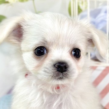 チワマル(マルチーズ×チワワ)【滋賀県・男の子・2025年10月20日・クリーム&ホワイト】の写真「パッチリおめめの可愛い男の子🐶🍀」
