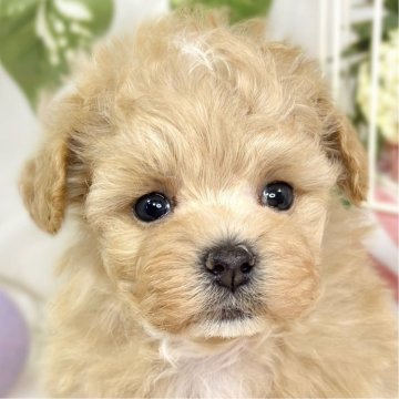 マルプー(マルチーズ×タイニープードル)【滋賀県・女の子・2025年10月3日・アプリコット&ホワイト】の写真「遊ぶのが大好きな元気っこ🐶✨」