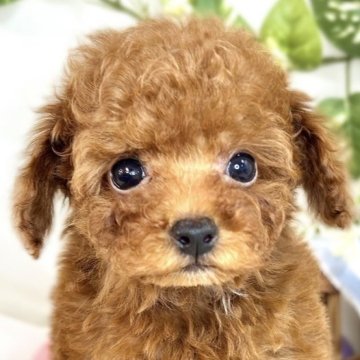 トイプードル(トイ)【滋賀県・男の子・2025年5月15日・レッドフォーン】の写真「甘えん坊な元気っこ君🐣🌻」