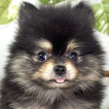 ポメラニアン【滋賀県・女の子・2025年11月18日・ブラック&タン】の写真「ふわふわ癒しの女の子👧🎀」