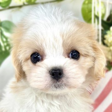 ミックス(マルチーズ×キャバリア)【滋賀県・女の子・2025年9月12日・ホワイト&クリーム】の写真「小柄で可愛いマルキャバちゃん🐶」