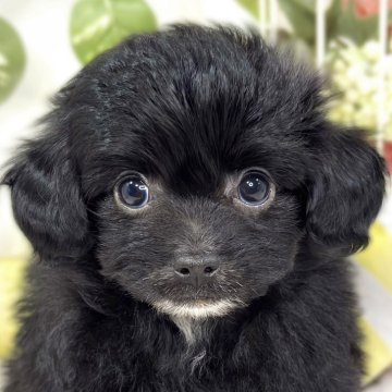 チワプー(トイプードル×チワワ)【滋賀県・女の子・2025年9月28日・ブラック】の写真「おっとり優しいチワプーちゃん🐶🌷」