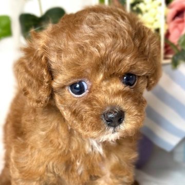 トイプードル(トイ)【滋賀県・女の子・2024年10月19日・レッドフォーン】の写真「ちょっぴり控えめな女の子👧🎵✨」