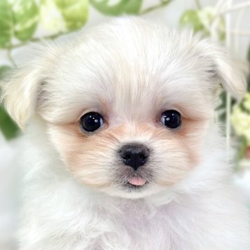 ポメマル(ポメラニアン×マルチーズ)【滋賀県・女の子・2025年10月4日・クリーム&ホワイト】の写真「遊ぶのが好きな女の子👧🌷」