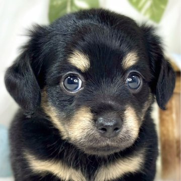 チワックス(チワワ×ダックスフンド)【滋賀県・女の子・2025年11月19日・ブラック&タン】の写真「クリクリおめめの可愛いチワックスちゃん🐶🌷」