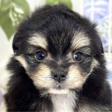 ポメマル(ポメラニアン×マルチーズ)【滋賀県・男の子・2025年10月4日・ブラック&クリーム】の写真「人が大好き愛想良しさん🐶💖」