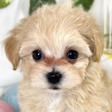 マルプー(タイニープードル×マルチーズ)【滋賀県・男の子・2025年3月7日・アプリコット】の写真「ちょっぴり控えめな男の子🐶🌱」
