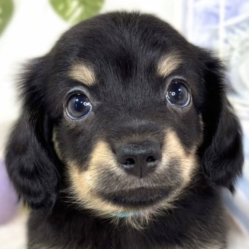 チワックス(チワワ×ダックスフンド)【滋賀県・男の子・2025年10月23日・ブラック&タン】の写真「優しいお顔の男の子🚗✨」