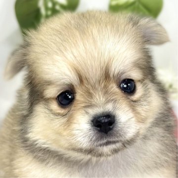 ポメチワ(ポメラニアン×チワワ)【滋賀県・男の子・2025年10月8日・フォーン】の写真「癒し効果抜群な男の子🐣🍀」