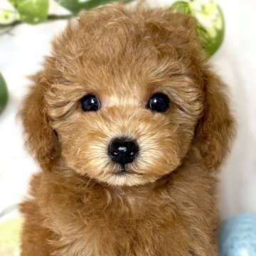 トイプードル(トイ)【滋賀県・男の子・2024年12月20日・レッドフォーン】の写真「おっとりマイペースな男の子🐣🍀」