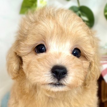 マルプー(トイプードル×マルチーズ)【滋賀県・男の子・2025年8月15日・アプリコット】の写真「温和で優しいマルプー君🐶🌱」