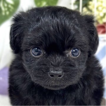 チワプー(チワワ×トイプードル)【滋賀県・女の子・2025年9月23日・ブラック】の写真「しっぽフリフリ愛想よしな女の子👧🌷」