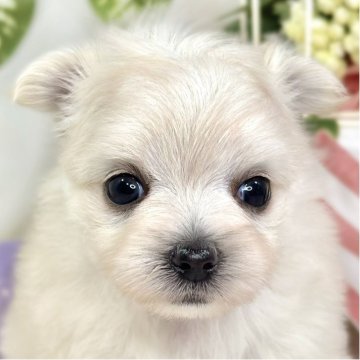 チワマル(チワワ×マルチーズ)【滋賀県・女の子・2025年9月28日・クリーム】の写真「癒し効果抜群な女の子👧🎀」