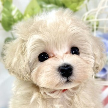 マルプー(マルチーズ×トイプードル)【滋賀県・男の子・2025年10月27日・クリーム&ホワイト】の写真「明るく元気なマルプー君🐶✨」