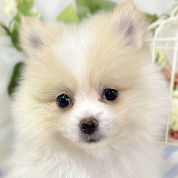 ポメラニアン【滋賀県・女の子・2025年9月30日・クリーム&ホワイト】の写真「マイペースな優しい女の子👧🎀」