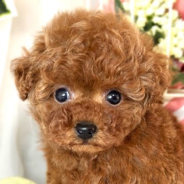 トイプードル(トイ)【滋賀県・女の子・2024年9月26日・レッドフォーン】の写真「しっぽフリフリ愛嬌満点な女の子👧🌷✨」