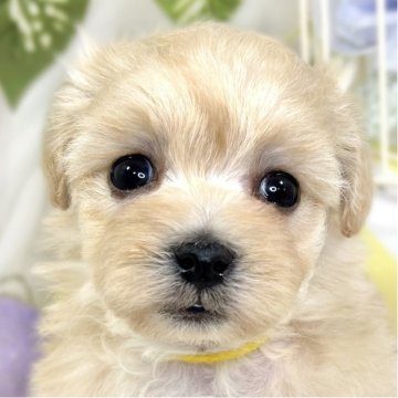 マルプー(マルチーズ×タイニープードル)【滋賀県・男の子・2025年9月28日・クリーム】の写真「人が大好き元気っこ🚀✨」