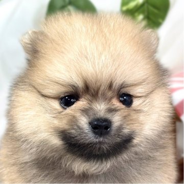 ポメラニアン【滋賀県・女の子・2025年9月19日・クリームセーブル】の写真「モコモコ癒しのポメラニアンちゃん🐶🍭」