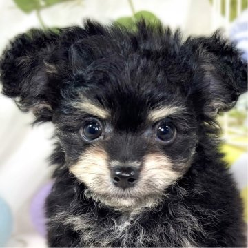 チワプー(チワワ×トイプードル)【滋賀県・男の子・2025年10月28日・ブラック&クリーム】の写真「遊ぶのが上手なチワプーくん🚀✨」