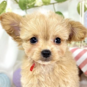 チワプー(チワワ×トイプードル)【滋賀県・男の子・2025年9月27日・アプリコット&ホワイト】の写真「元気いっぱいなチワプー君🐶」
