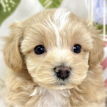 マルプー(マルチーズ×ティーカッププードル)【滋賀県・男の子・2025年10月6日・アプリコット&ホワイト】の写真「おっとりマイペースなマルプー君🐶🌱」