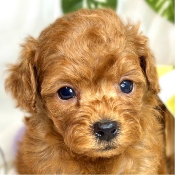 トイプードル(トイ)【滋賀県・女の子・2025年9月18日・レッドフォーン】の写真「小柄で可愛い女の子👧🎀」