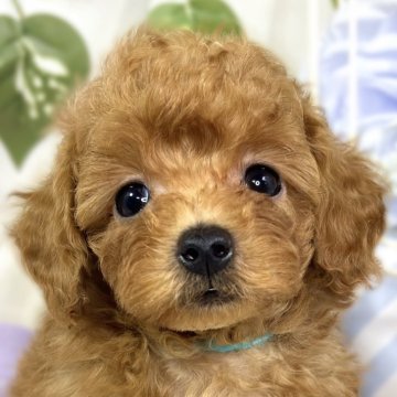 トイプードル(トイ)【滋賀県・男の子・2025年9月18日・レッドフォーン】の写真「遊ぶのが大好きな元気っこ🐶🚀」