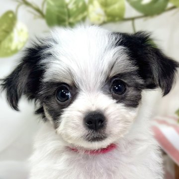 チワマル(マルチーズ×チワワ)【滋賀県・女の子・2025年9月17日・ホワイト&ブラック】の写真「マイペースな優しい女の子👧🌷✨」