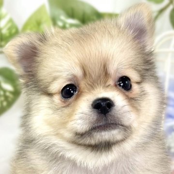 ポメチワ(ポメラニアン×チワワ)【滋賀県・男の子・2025年10月8日・フォーン】の写真「癒し効果抜群な男の子🐣🍀」