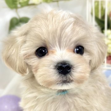 マルプー(マルチーズ×トイプードル)【滋賀県・女の子・2025年9月18日・クリーム&ホワイト】の写真「おもちゃ大好き活発なマルプーちゃん🐶🌻」