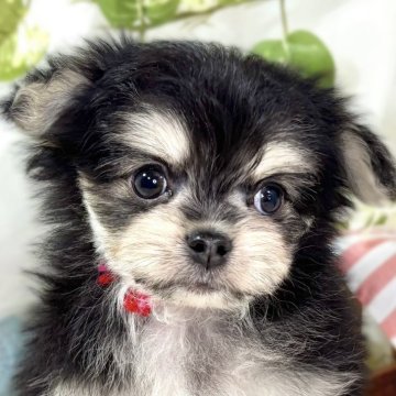 チワマル(マルチーズ×チワワ)【滋賀県・男の子・2025年11月18日・ブラック&クリーム】の写真「おもちゃが好きな男の子🐶🚗✨」