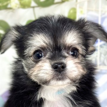 チワマル(マルチーズ×チワワ)【滋賀県・男の子・2025年10月20日・ブラック、クリーム&ホワイト】の写真「キレイなお顔の男の子🐶✨」