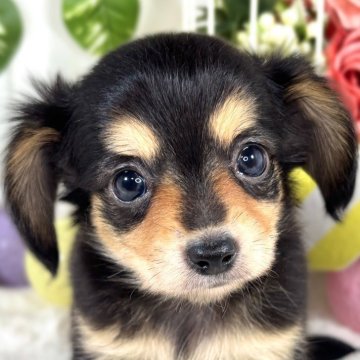 チワックス(チワワ×ダックスフンド)【滋賀県・女の子・2025年9月11日・ブラック&タン】の写真「遊ぶのが好きなおてんば娘👧🌻」