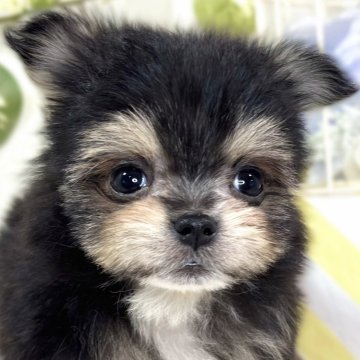 ポメマル(ポメラニアン×マルチーズ)【滋賀県・男の子・2025年10月4日・ブラック&クリーム】の写真「陽気で明るい性格の元気っこ🚀✨」