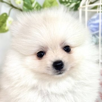 ポメラニアン【滋賀県・男の子・2025年6月23日・クリーム】の写真「愛嬌満点なポメラニアン君🐶✨」