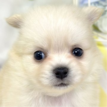 ポメチワ(ポメラニアン×チワワ)【滋賀県・男の子・2025年10月8日・クリーム】の写真「元気いっぱい陽気な男の子🚗✨」