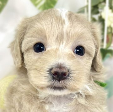 マルプー(マルチーズ×トイプードル)【滋賀県・女の子・2025年10月3日・クリーム&ホワイト】の写真「しっぽフリフリ愛想良しさん🎀✨」