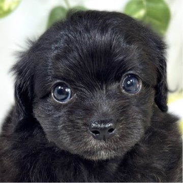 チワプー(チワワ×トイプードル)【滋賀県・女の子・2025年9月23日・ブラック】の写真「のんびりマイペースなチワプーちゃん👧🌻」