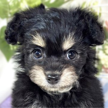 チワプー(チワワ×トイプードル)【滋賀県・女の子・2025年10月28日・ブラック&クリーム】の写真「明るく活発なチワプーちゃん👧🎀」