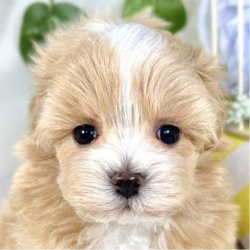 マルプー(ティーカッププードル×マルチーズ)【滋賀県・男の子・2025年9月19日・アプリコット&ホワイト】の写真「愛嬌満点な甘えん坊さん🐶💞」