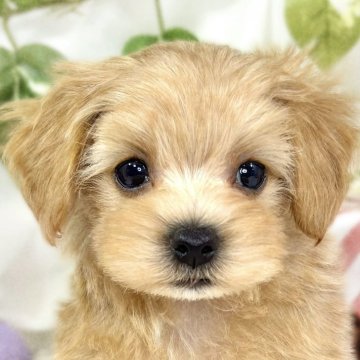 マルプー(マルチーズ×トイプードル)【滋賀県・男の子・2025年10月7日・アプリコット】の写真「好奇心旺盛な男の子🍀✨」