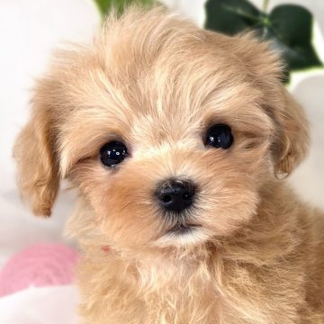 マルプー(トイプードル×マルチーズ)【滋賀県・女の子・2024年11月28日・アプリコット&ホワイト】の写真「小柄でマイペースな女の子👧🎀」