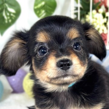 チワックス(チワワ×ダックスフンド)【滋賀県・女の子・2025年9月11日・ブラック&タン】の写真「癒し効果抜群な女の子👧🍀」