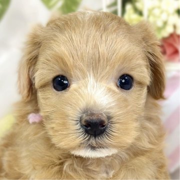 マルプー(マルチーズ×トイプードル)【滋賀県・女の子・2025年10月3日・アプリコット&ホワイト】の写真「おっとり温和な女の子👧🎵」