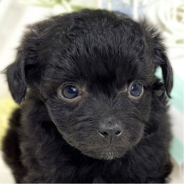 チワプー(トイプードル×チワワ)【滋賀県・男の子・2025年9月28日・ブラック】の写真「遊ぶのが好きな男の子🚗✨」